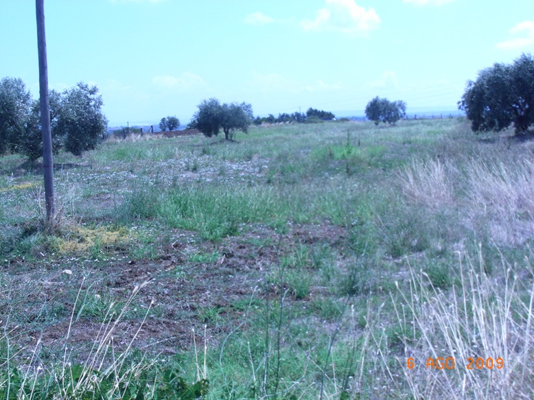 Plantago afra / Piantaggine pulicaria